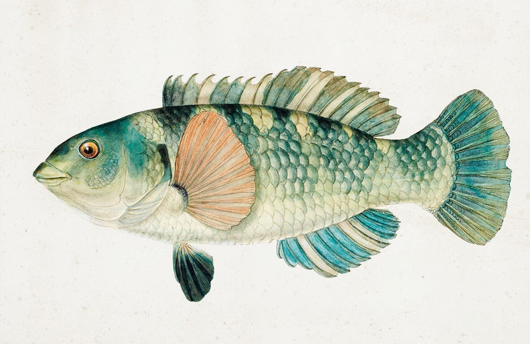 Vintage Aquatic Wonders: Watercolour Fish Patterned Blue Green Wallpaper