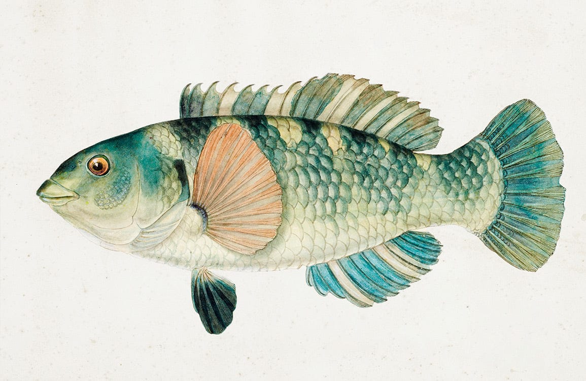Vintage Aquatic Wonders: Watercolour Fish Patterned Blue Green Wallpaper