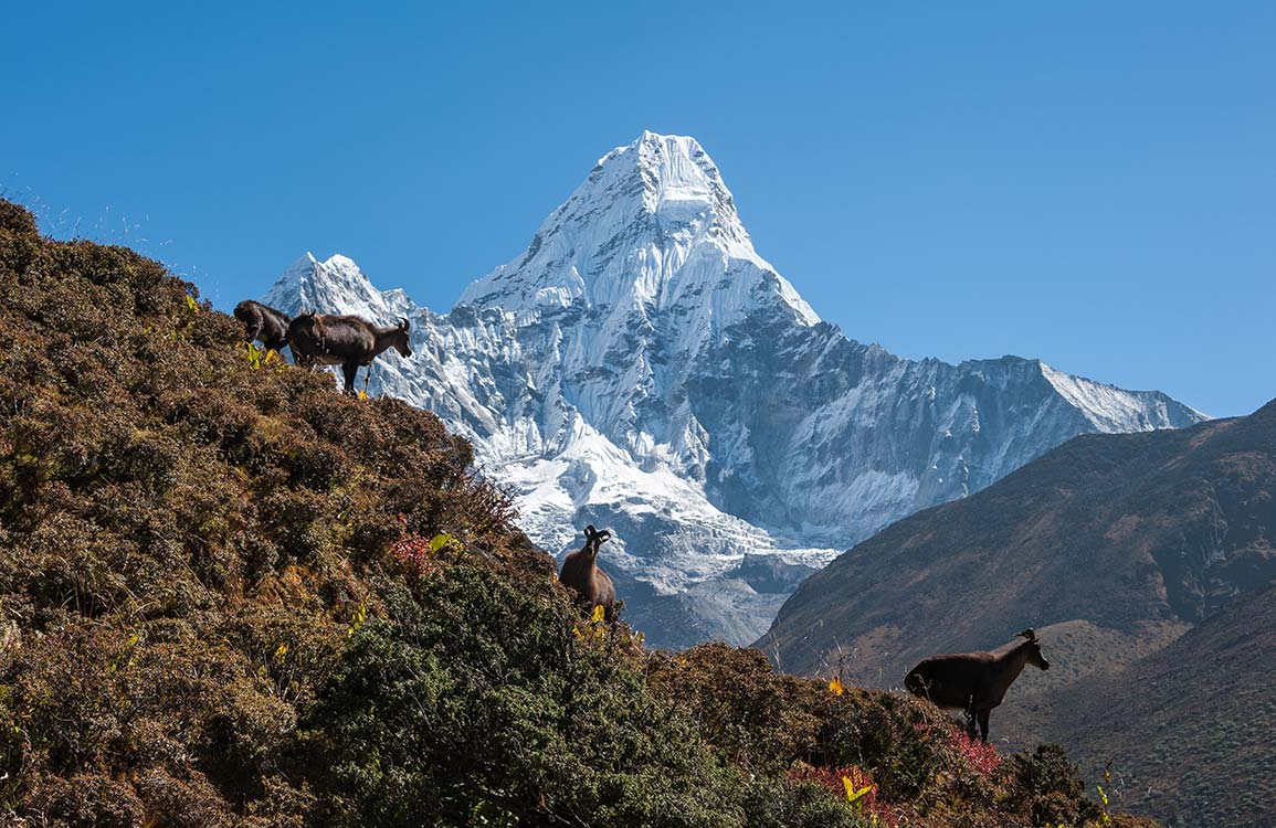 Stunning Himalayan Mountain Landscape Mural with Goats in Vibrant Natural Colours