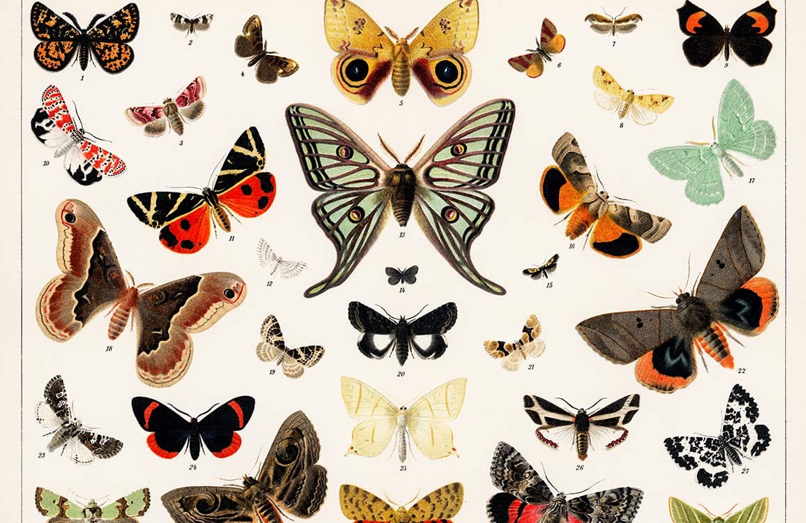 Vintage Moth and Butterfly Pattern Wallpaper - Elegant Cream and Multicolour Design