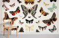 Antique Butterfly & Moth Wallpaper Mural