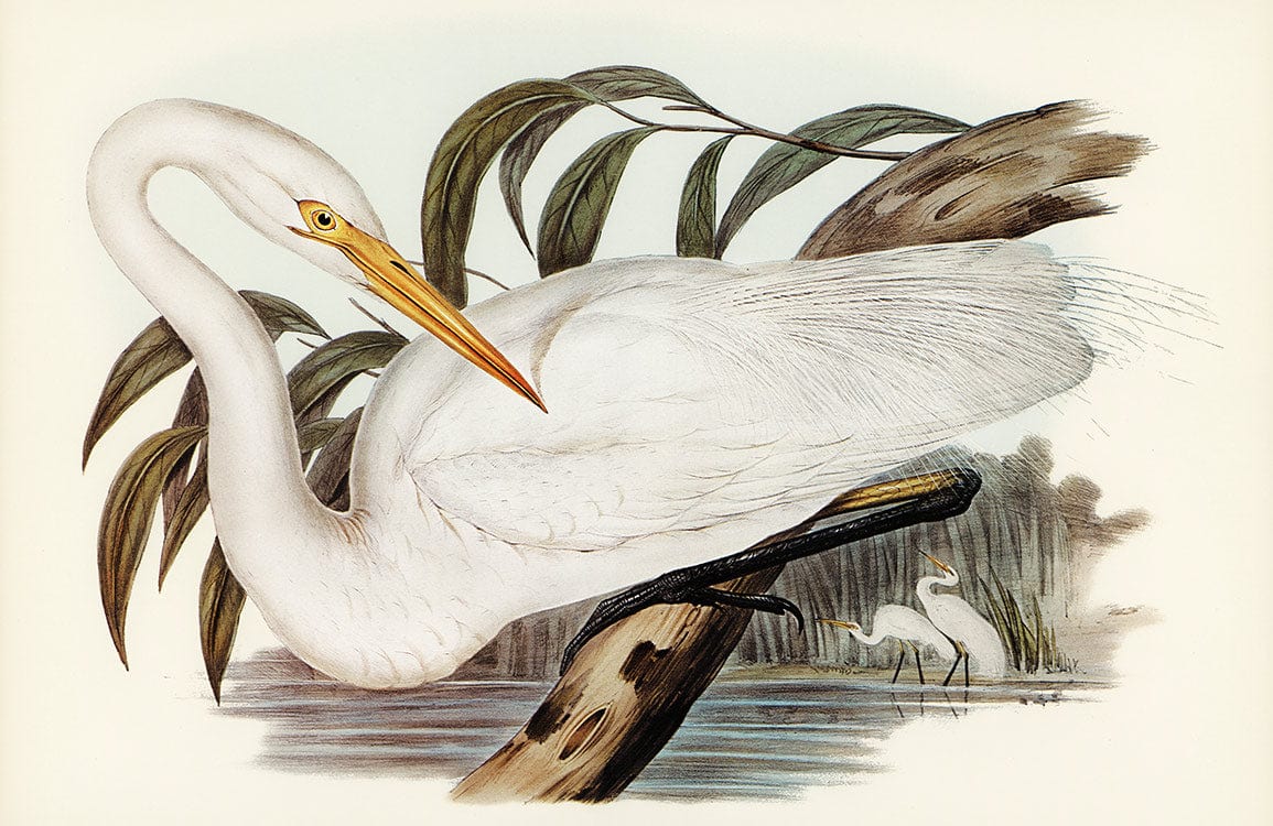 Elegant Heron Vintage Nature Mural Wallpaper in Soft Earth Tones Artwork
