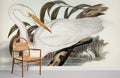 Australian Egret ll Wallpaper Mural