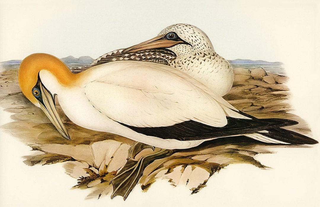 Vintage Coastal Birds Nature Wallpaper in Pastel Hues - Classic Elegance