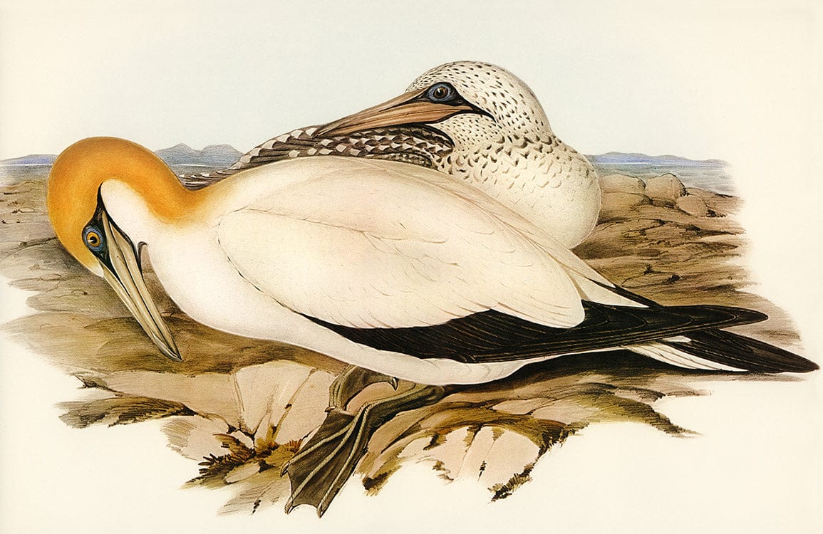 Vintage Coastal Birds Nature Wallpaper in Pastel Hues - Classic Elegance