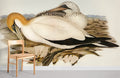 Australian Gannet Wallpaper Mural