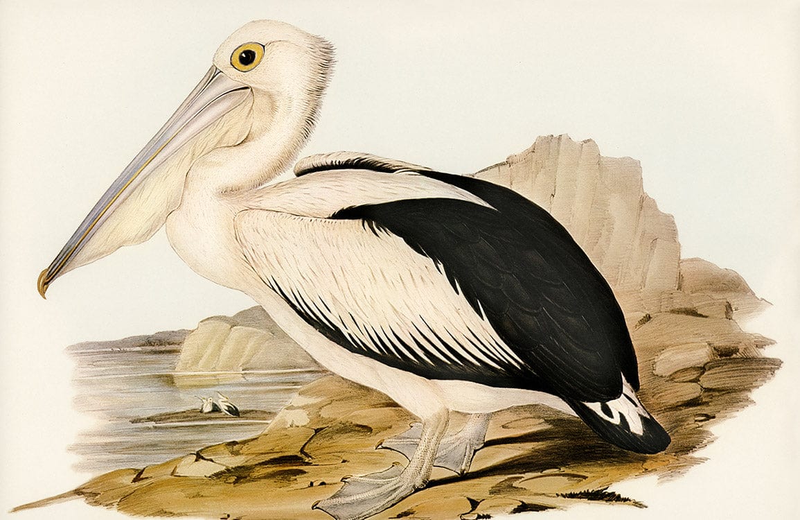 Vintage Coastal Pelican Design Wallpaper in Classic Natural Tones