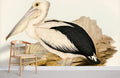 Australian Pelican Wallpaper Mural