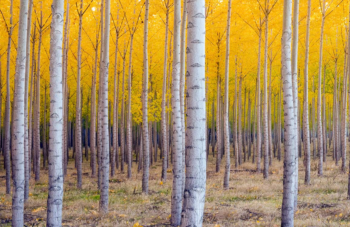 Golden Autumn Birch Forest Scenic Mural Wallpaper Landscape Design