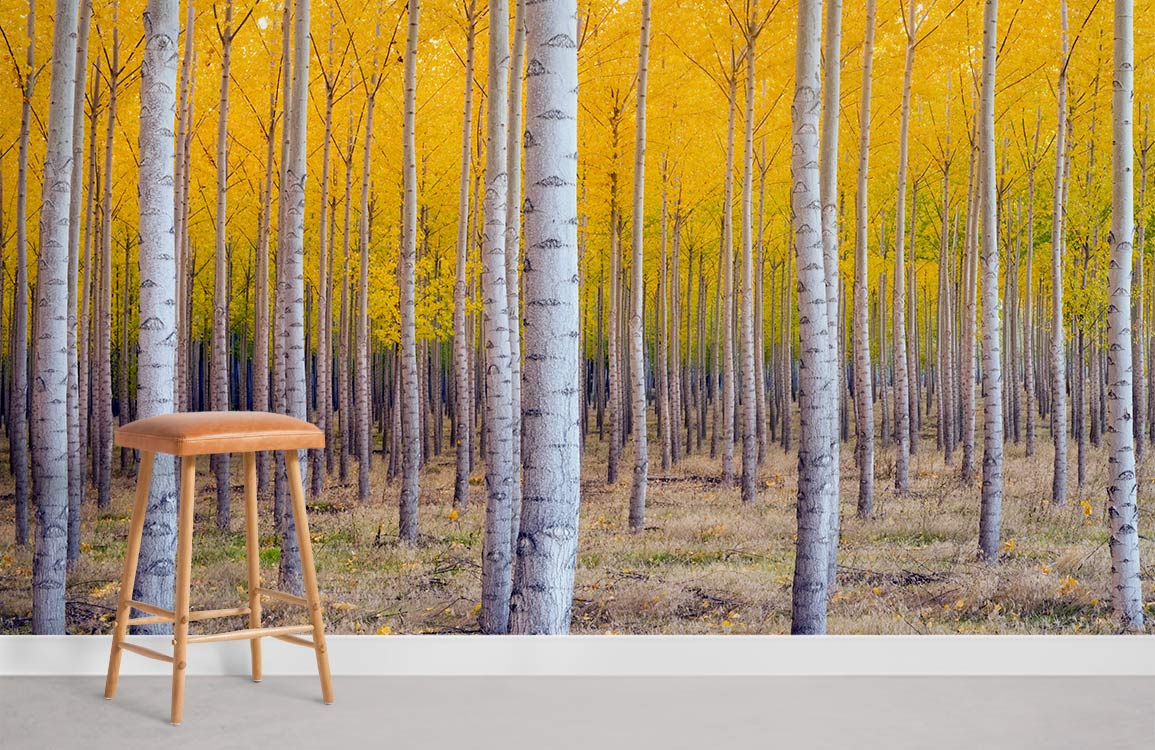 Golden autumn birch forest mural wallpaper in living room with beige stool and grey flooring.