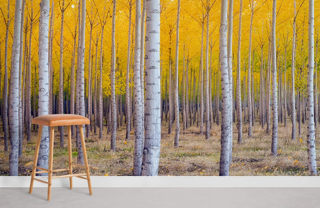 Golden autumn birch forest mural wallpaper in living room with beige stool and grey flooring.