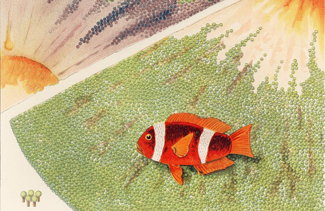 Colourful Clownfish Ocean Mural Wallpaper - Vintage Underwater Landscape Design