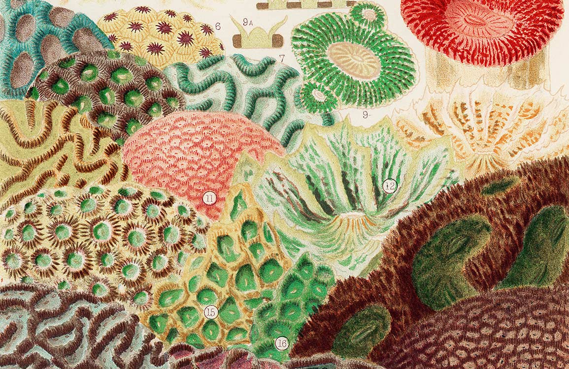 Vintage Coral Reef Botanical Mural Wallpaper in Earthy Tones and Textures
