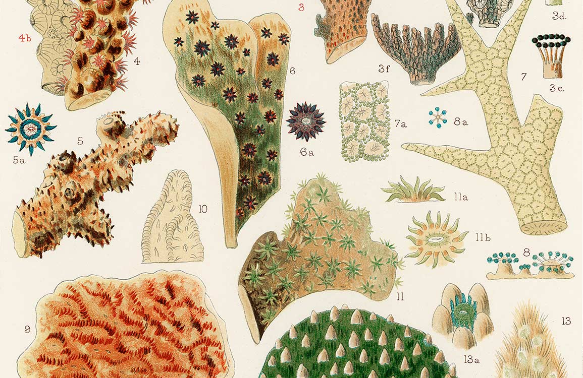 Vintage Coral Botanical Mural Wallpaper - Elegant Antique Natural Style Design