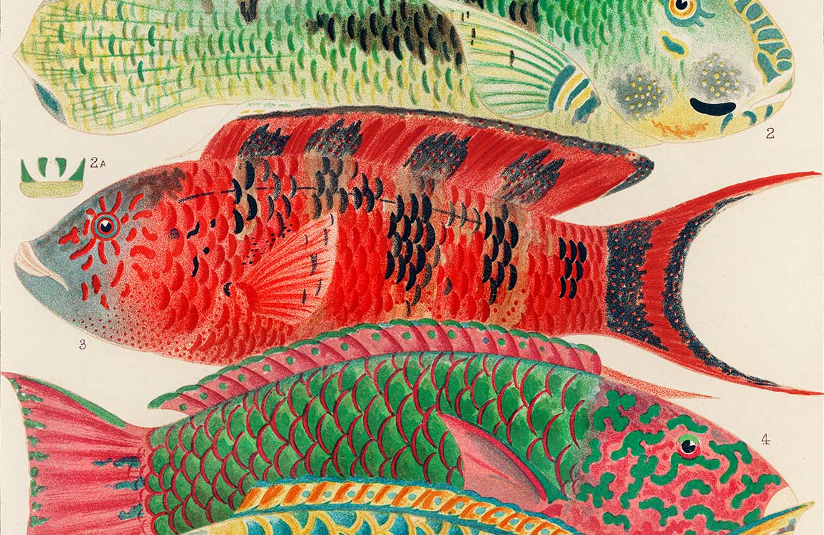 Vibrant Tropical Fish Pattern Wallpaper - Colourful Aquatic Mural for Home Decor