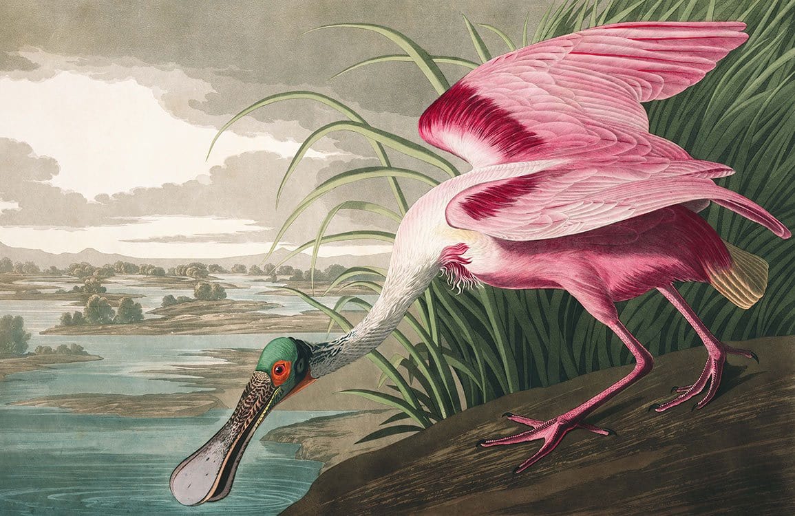 Pink Heron Wallpaper Mural