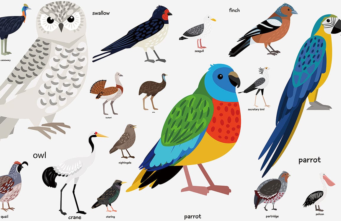 Colourful Illustrated Birds Nature Mural Wallpaper for Kids' Rooms and Nurseries