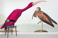 Pelican Wallpaper Mural