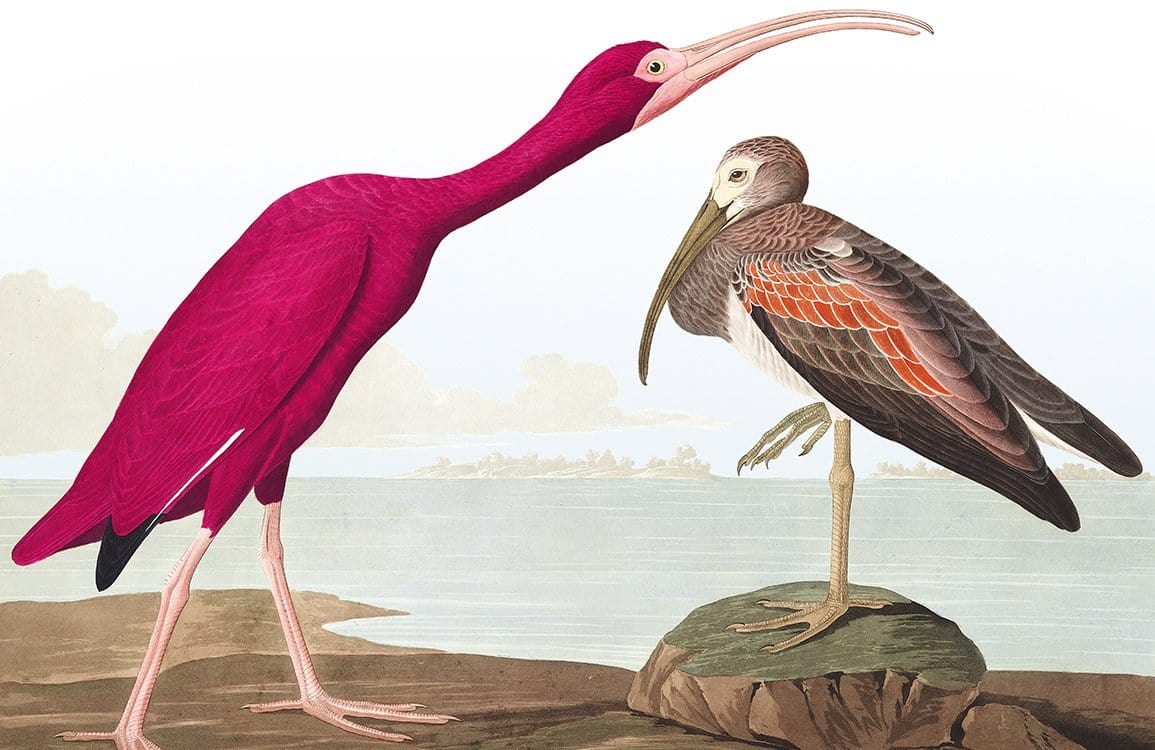 Pelican Wallpaper Mural