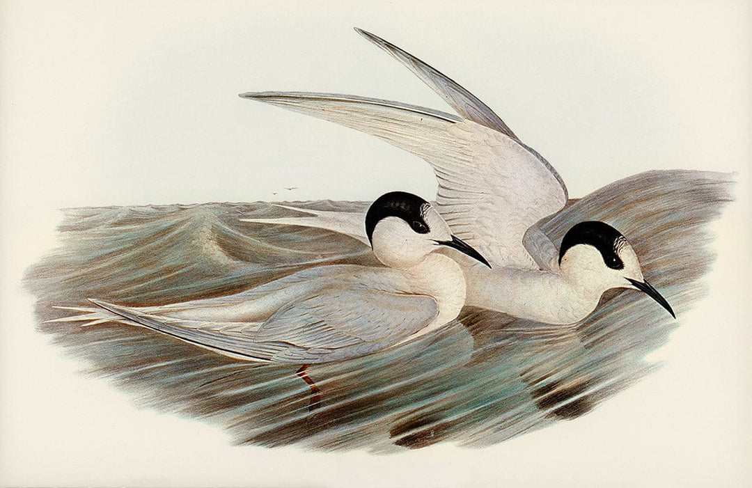 Elegant Coastal Seabird Mural Wallpaper - Vintage Oceanic Art Design