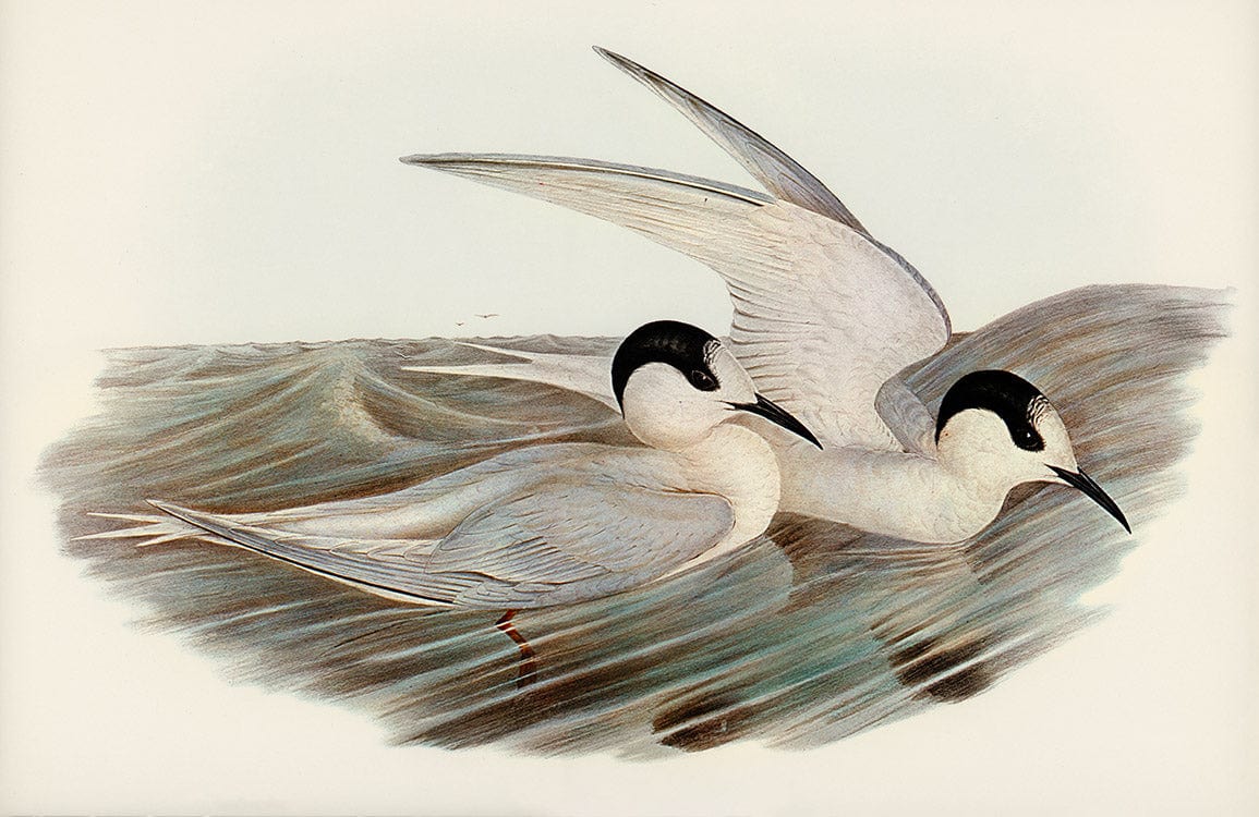 Elegant Coastal Seabird Mural Wallpaper - Vintage Oceanic Art Design