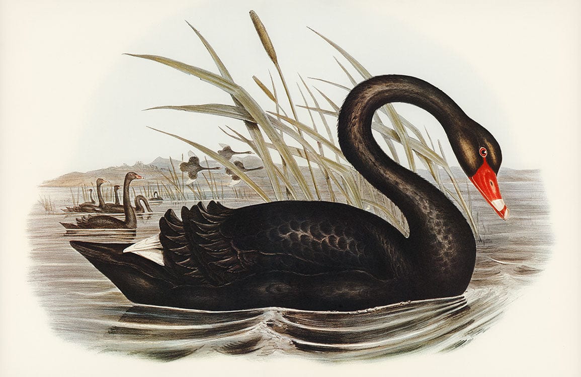 Elegant Black Swan Vintage Mural Wallpaper with Natural Waterfowl Scene Design