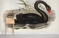 Black Swan Wallpaper Mural