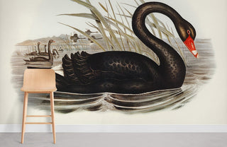 Black Swan Wallpaper Mural
