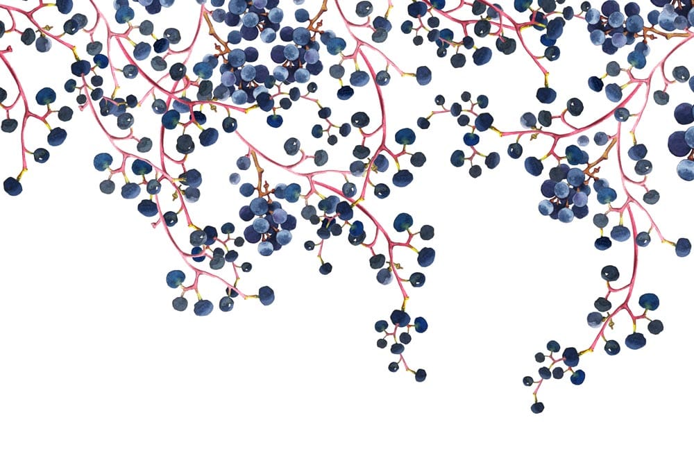 Elegant Blueberry Vine Watercolour Mural Wallpaper - Floral Artistry Design Decor
