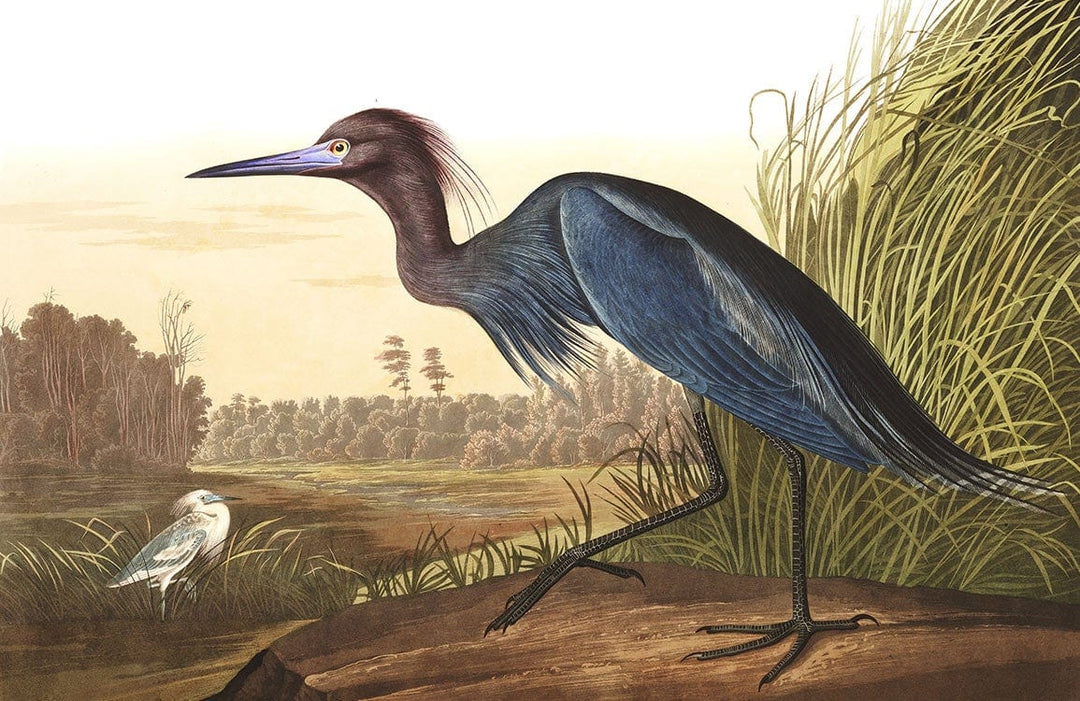Elegant Blue Heron Nature Scene Mural Wallpaper - Vintage Art Decor