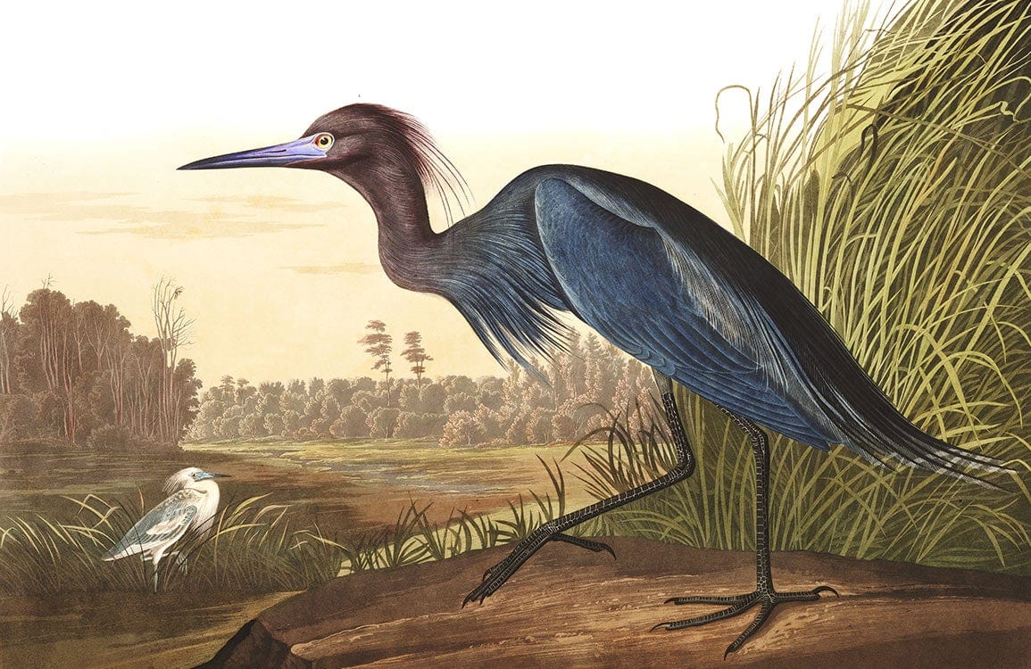 Elegant Blue Heron Nature Scene Mural Wallpaper - Vintage Art Decor