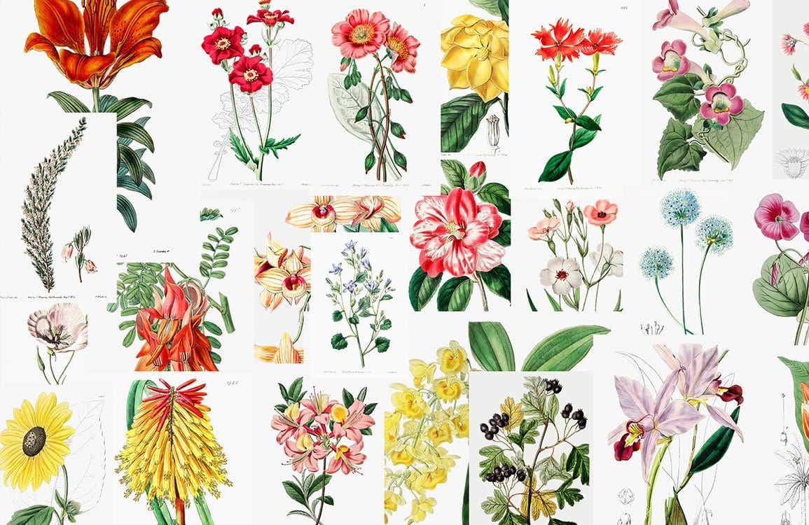 Vintage Floral Botanical Pattern Mural Wallpaper with Colourful Garden Blooms Design