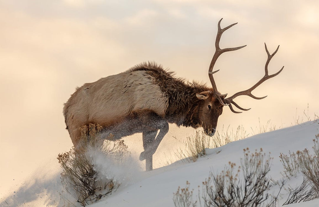 Majestic Elk in Snowy Landscape White and Beige Mural Wallpaper