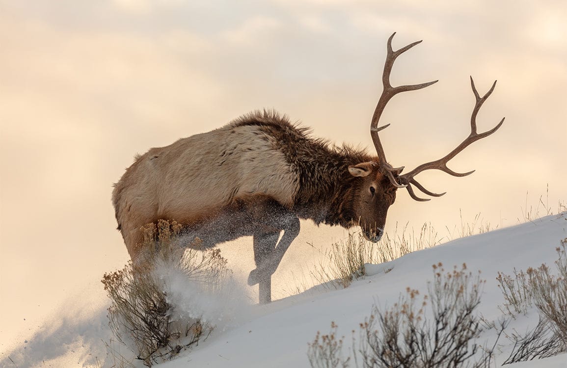 Majestic Elk in Snowy Landscape White and Beige Mural Wallpaper