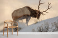 Bull Elk on Snow Wallpaper Mural