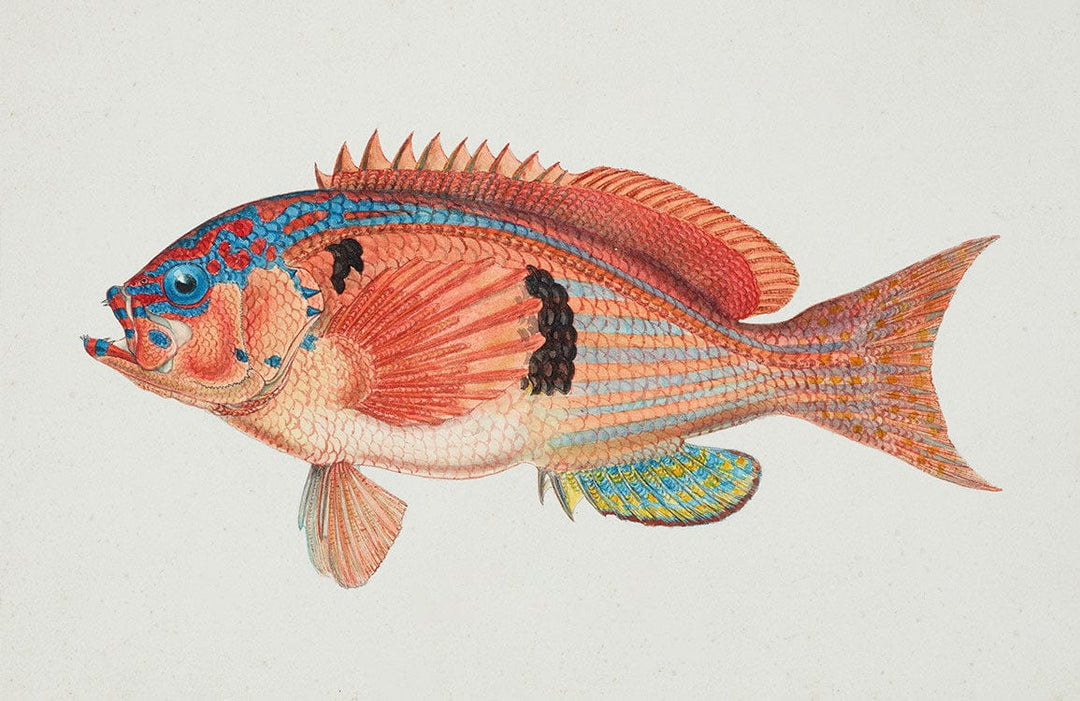 Colourful Vintage Fish Pattern Mural Wallpaper for Nautical-Themed Rooms Decor