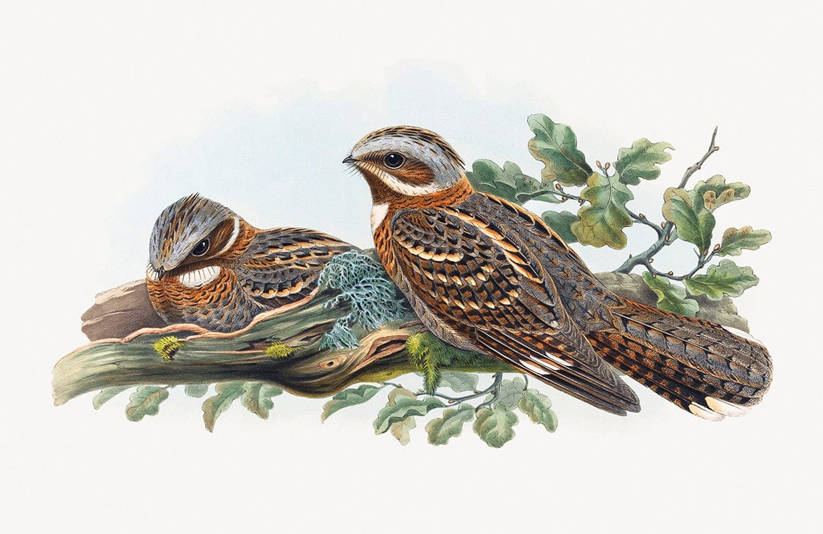 Vintage Bird Illustration Wallpaper with Earthy Tones and Natural Charm