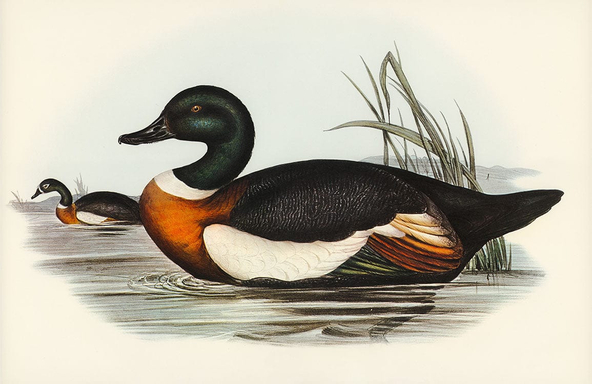 Vintage Wildlife Waterfowl Art Wallpaper - Elegant Duck Illustration Design