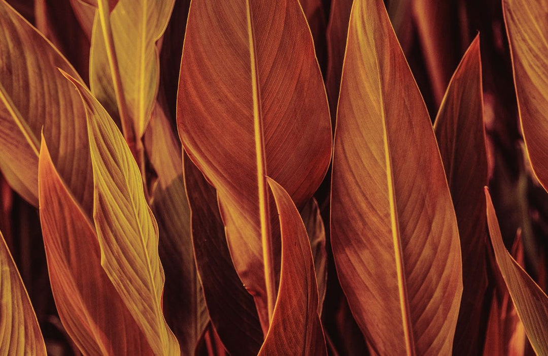 Rich Autumn Leaves Wallpaper - Warm Rustic Botanical Pattern Décor