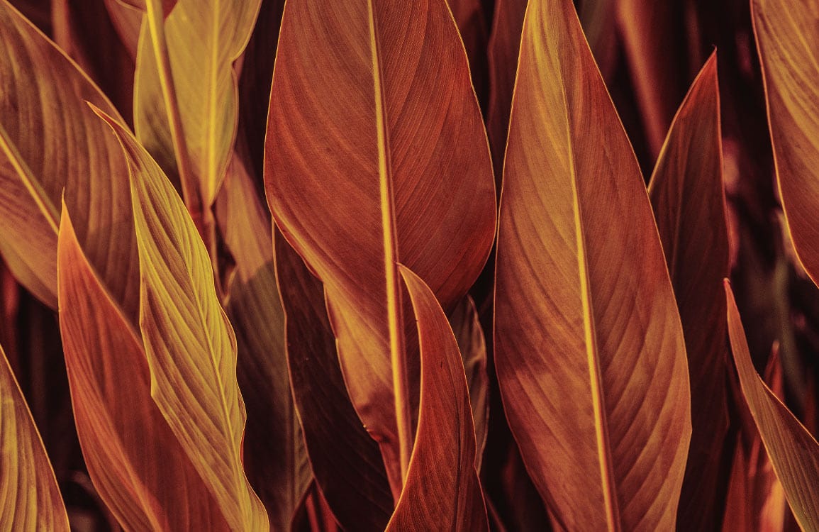 Rich Autumn Leaves Wallpaper - Warm Rustic Botanical Pattern Décor