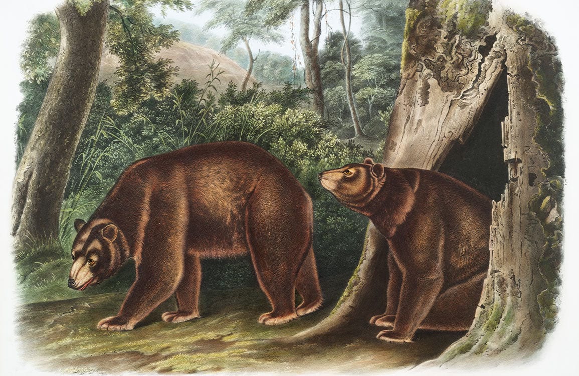 Vintage Bear Forest Adventure Mural Wallpaper in Earthy Tones