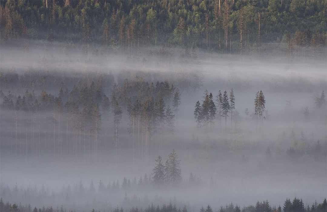 Misty Forest Landscape Mural Wallpaper in Calm Grey and Green Tones