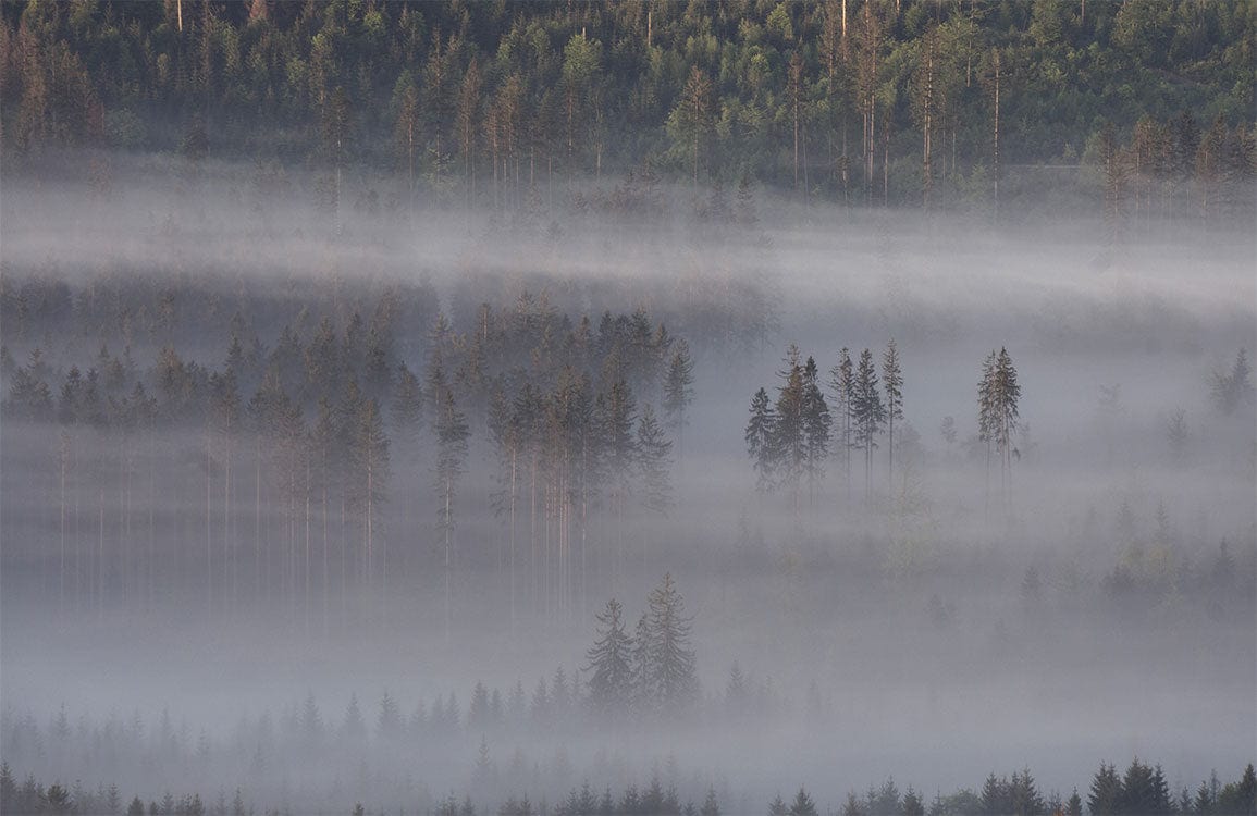 Misty Forest Landscape Mural Wallpaper in Calm Grey and Green Tones