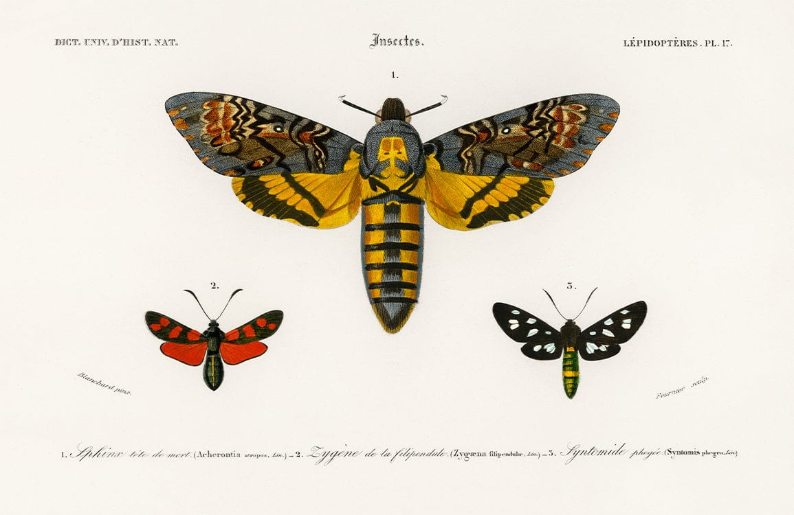 Vintage Moth Illustration Wallpaper - Classic Nature-Inspired Design in Rich Colours