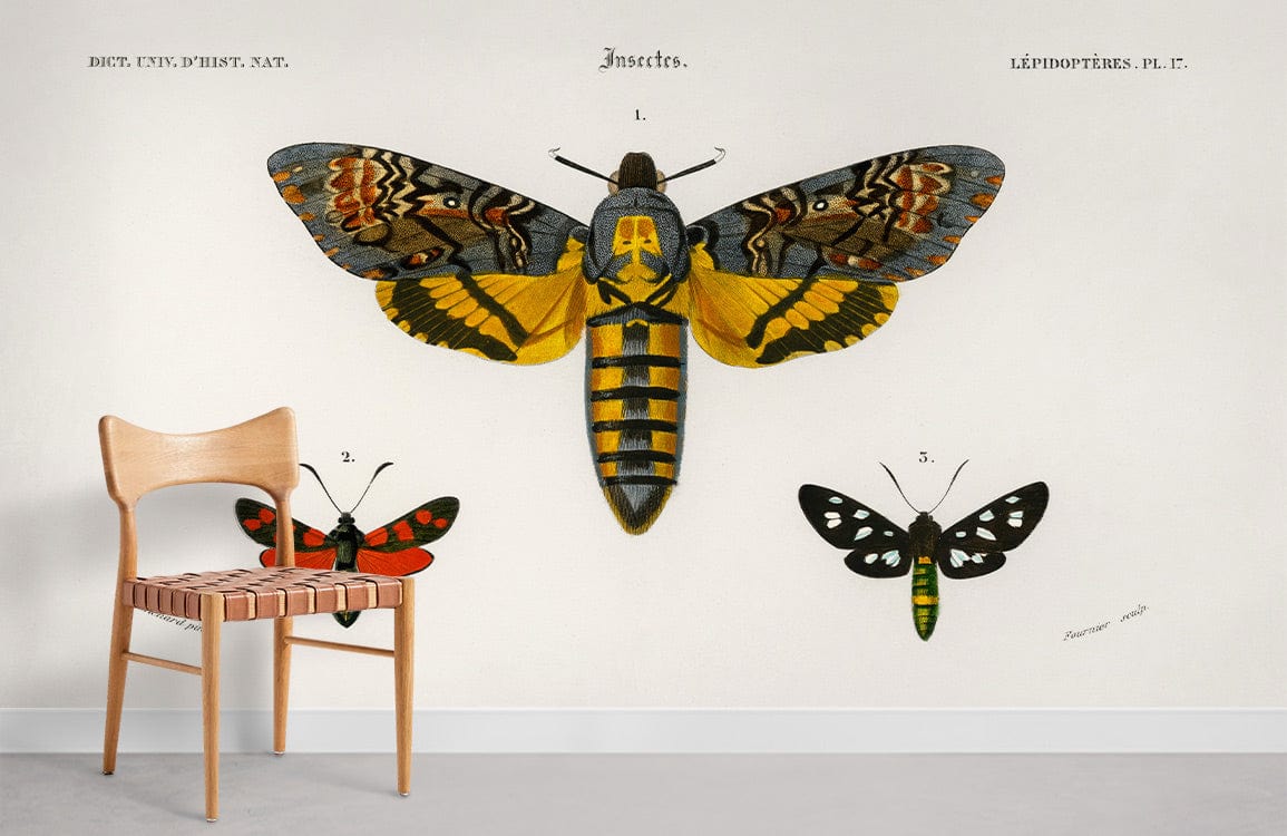 Vintage Moth Illustration Wallpaper in classic design with wood chair; perfect for creative interiors.