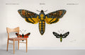 Collection of Moths Wallpaper Mural