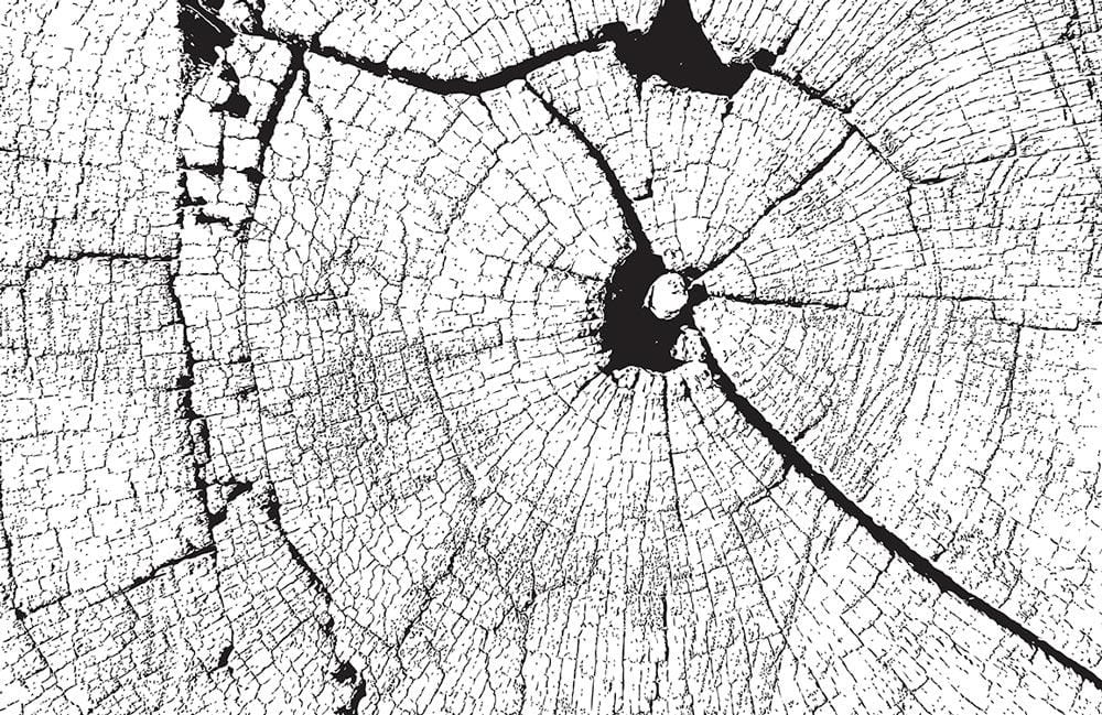 Monochrome Weathered Tree Trunk Woodgrain Rustic Wallpaper Mural Backdrop UK