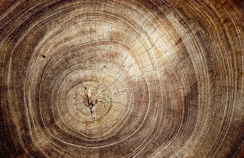 Natural Woodgrain Texture Wallpaper: Rustic Brown Tree Rings Pattern Design