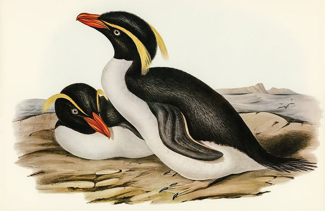 Vintage Penguin Illustration Wallpaper in Classic Black and White Coastal Style