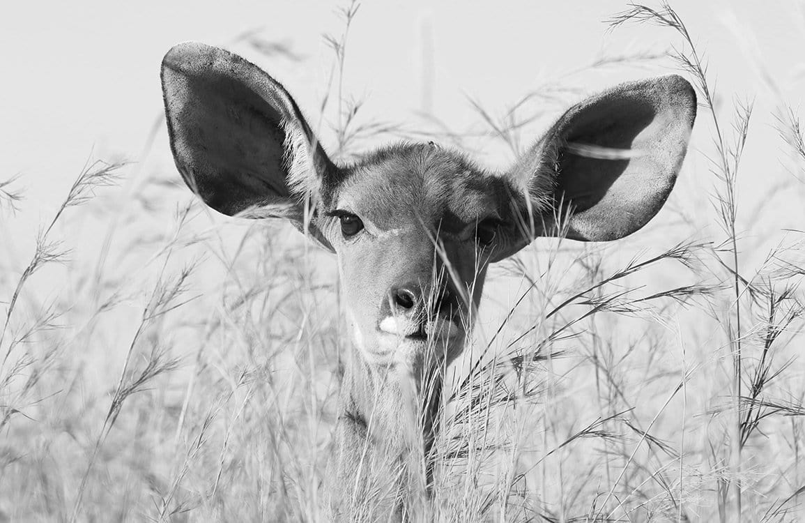 Monochrome Safari Serenity: Black and White Wildlife Mural Wallpaper Elegance